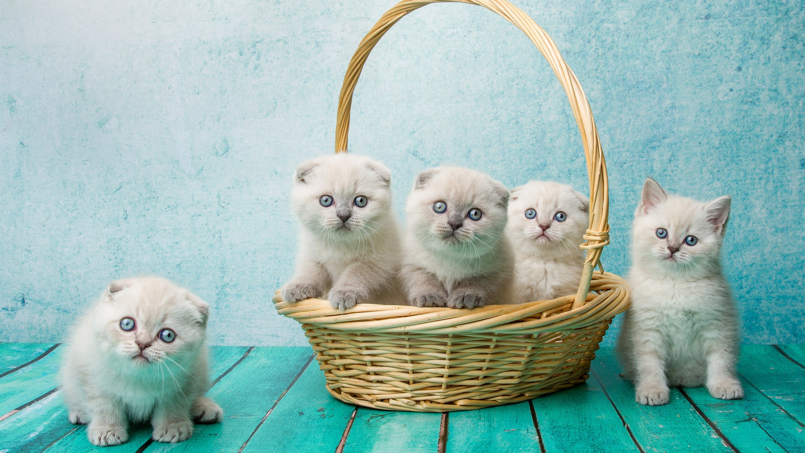 sahrding-JDBC分片策略及算法